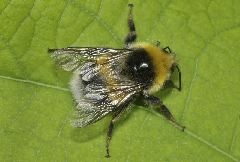 Apidae: Bombus gr. terrestris, maschio